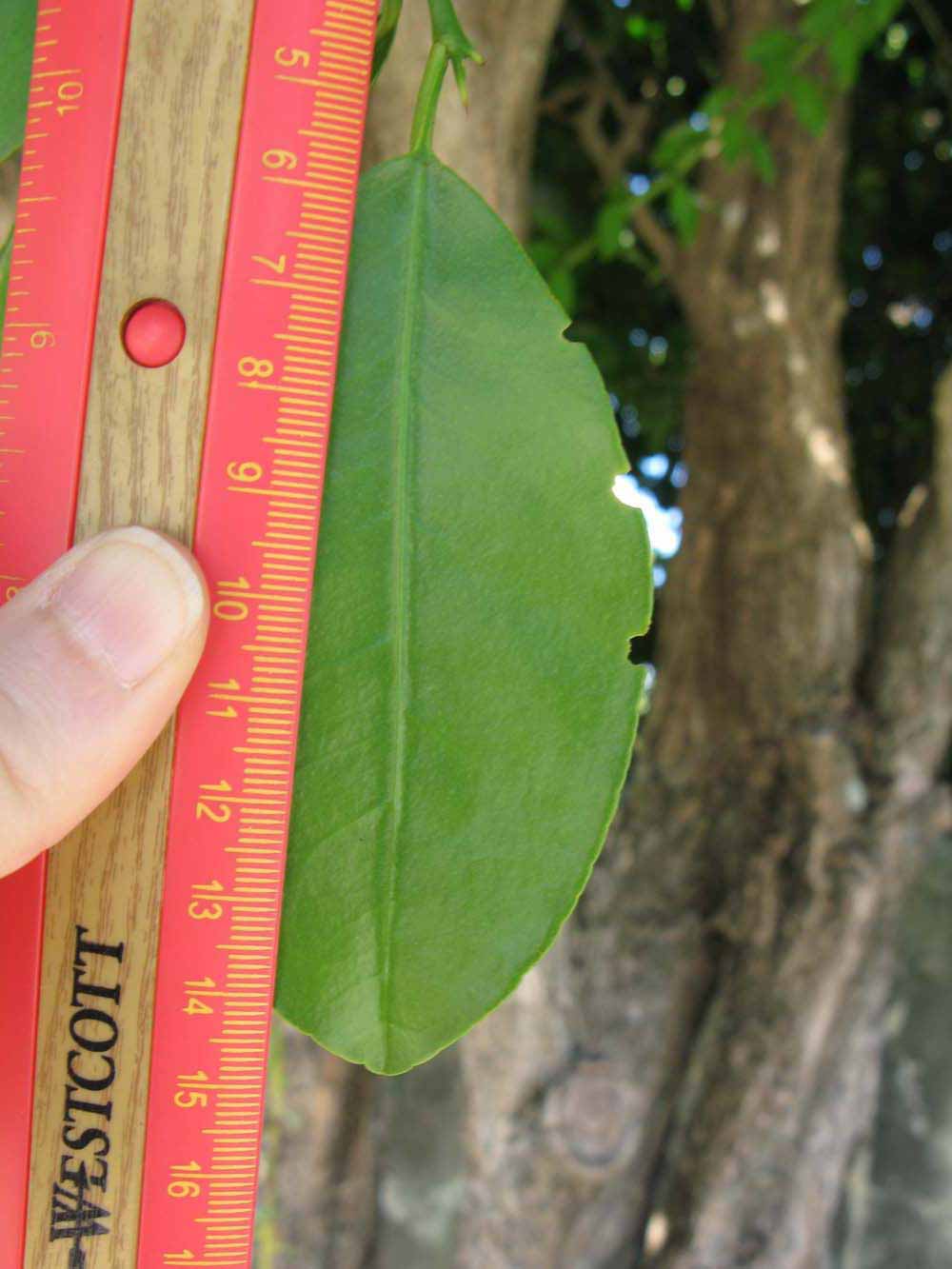              Unifoliolate leaf (Winter Haven, FL)       